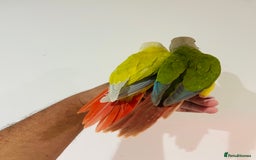 Conures birds for sale: Hand reared conures for sale - Image 10