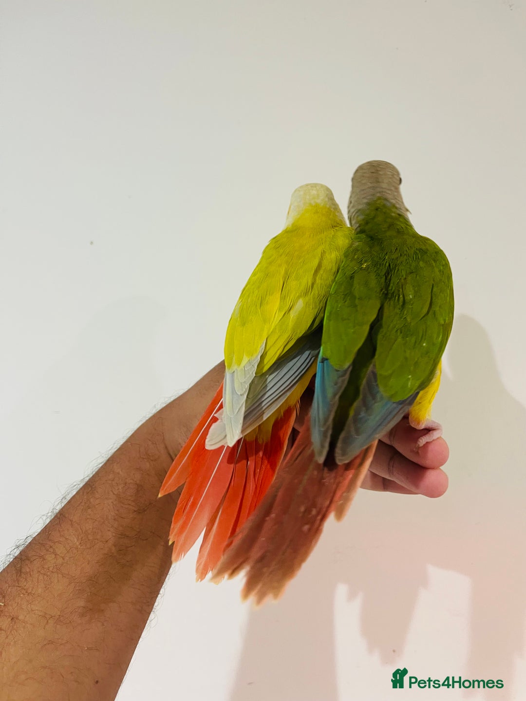 Conures birds for sale: Hand reared conures for sale - Image 10