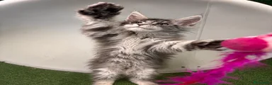 Maine Coon 2