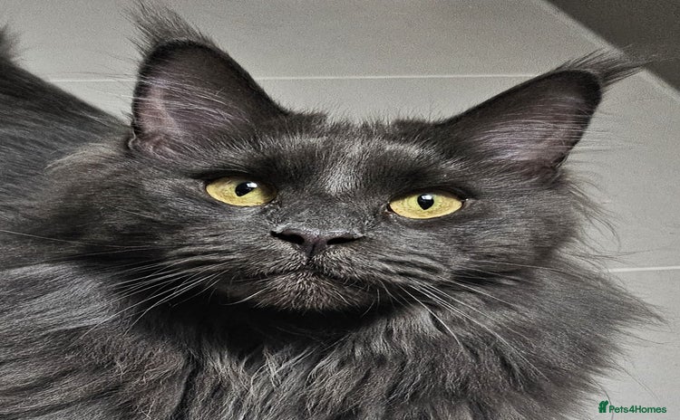 Maine Coon cats - Advert 6