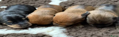 Miniature Dachshund 2