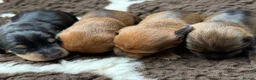 Miniature Dachshund dogs for sale: Gorgeous litter KC Registered Mini Dachshunds - Advert 6