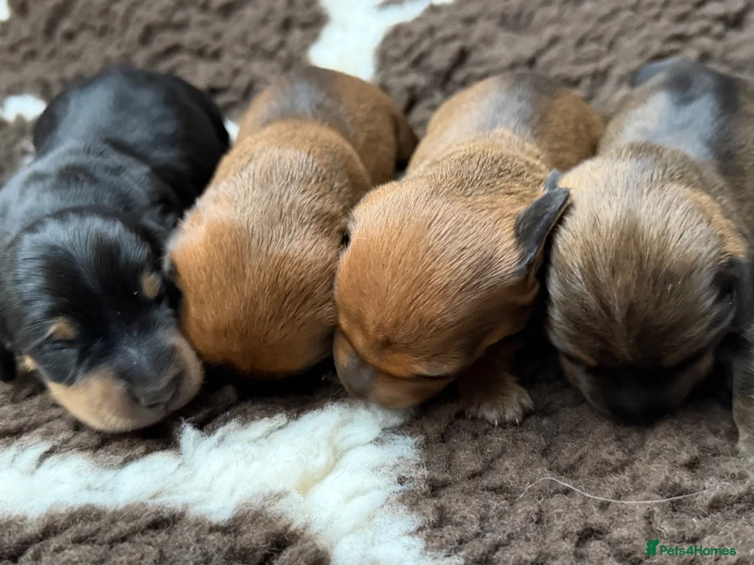 Miniature Dachshund dogs for sale: Gorgeous litter KC Registered Mini Dachshunds - Advert 6