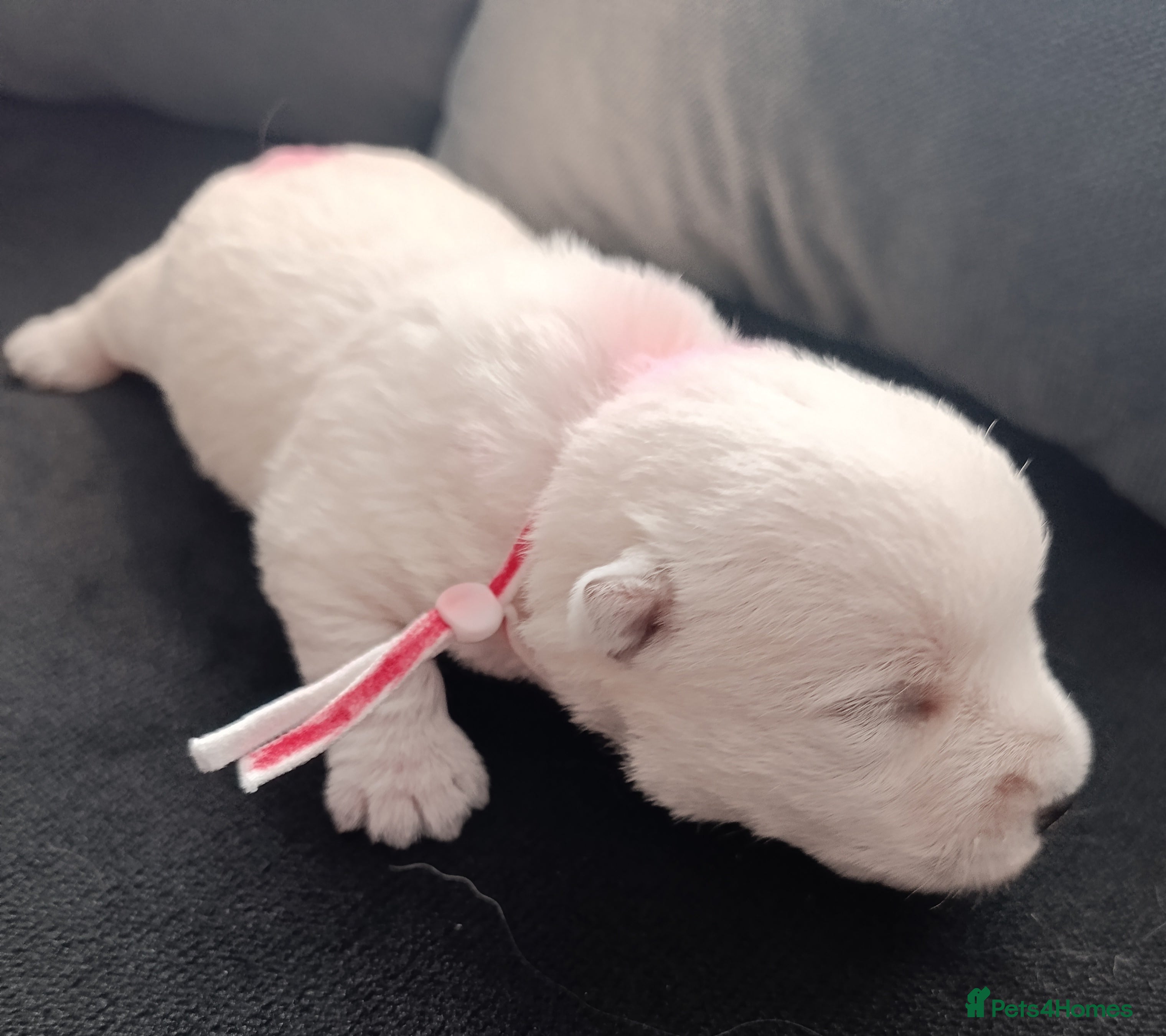 West Highland Terrier dogs RKC west highland white terrier puppies  - Advert 2