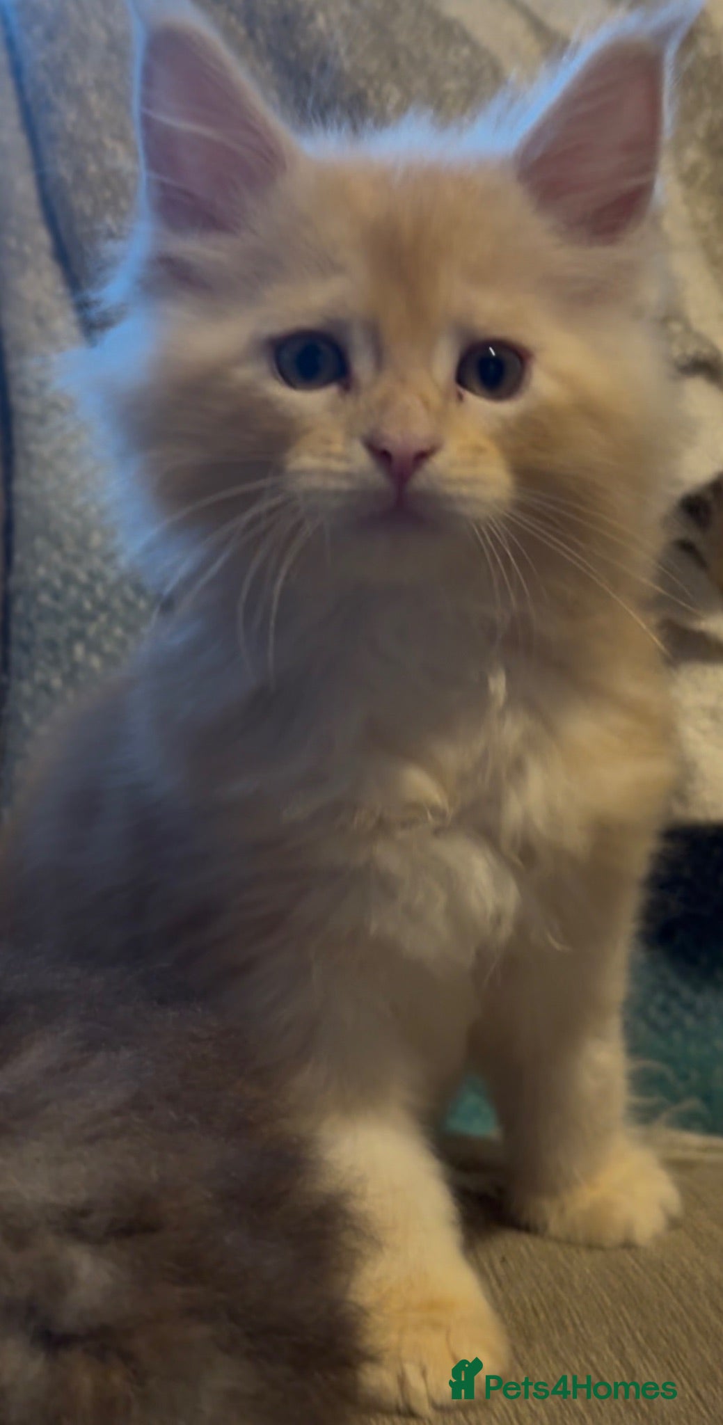 Maine Coon cats Health tested TICA Maine Coon Kittens  - Advert 13