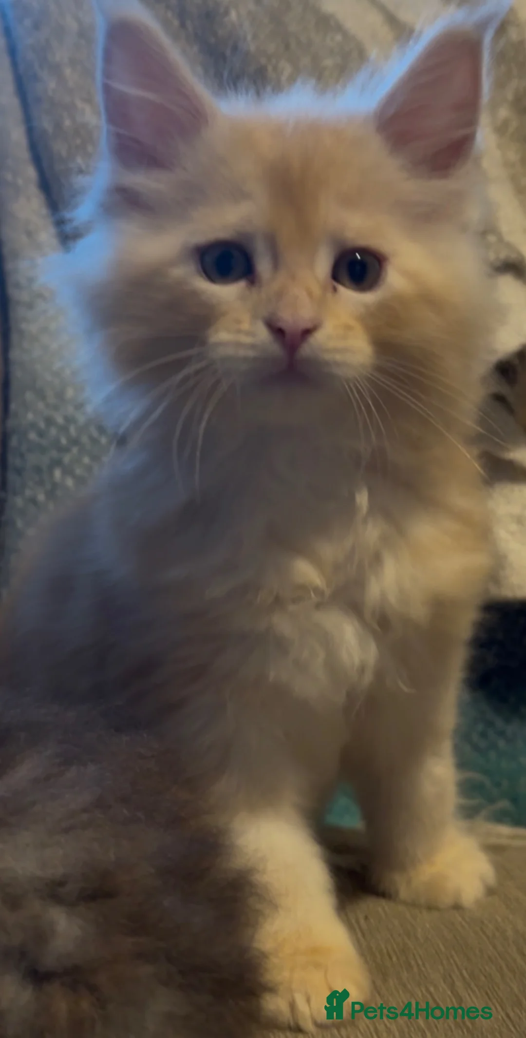 Maine Coon cats for sale: Health tested TICA Maine Coon Kittens  - Advert 1