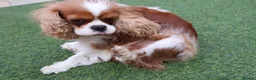 Cavalier King Charles Spaniel dogs for sale: Skye: Fully Trained Pedigree Cavalier - Kind Girl - Advert 11