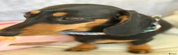 Miniature Dachshund dogs for sale: Miniature Dachshund  - Advert 5