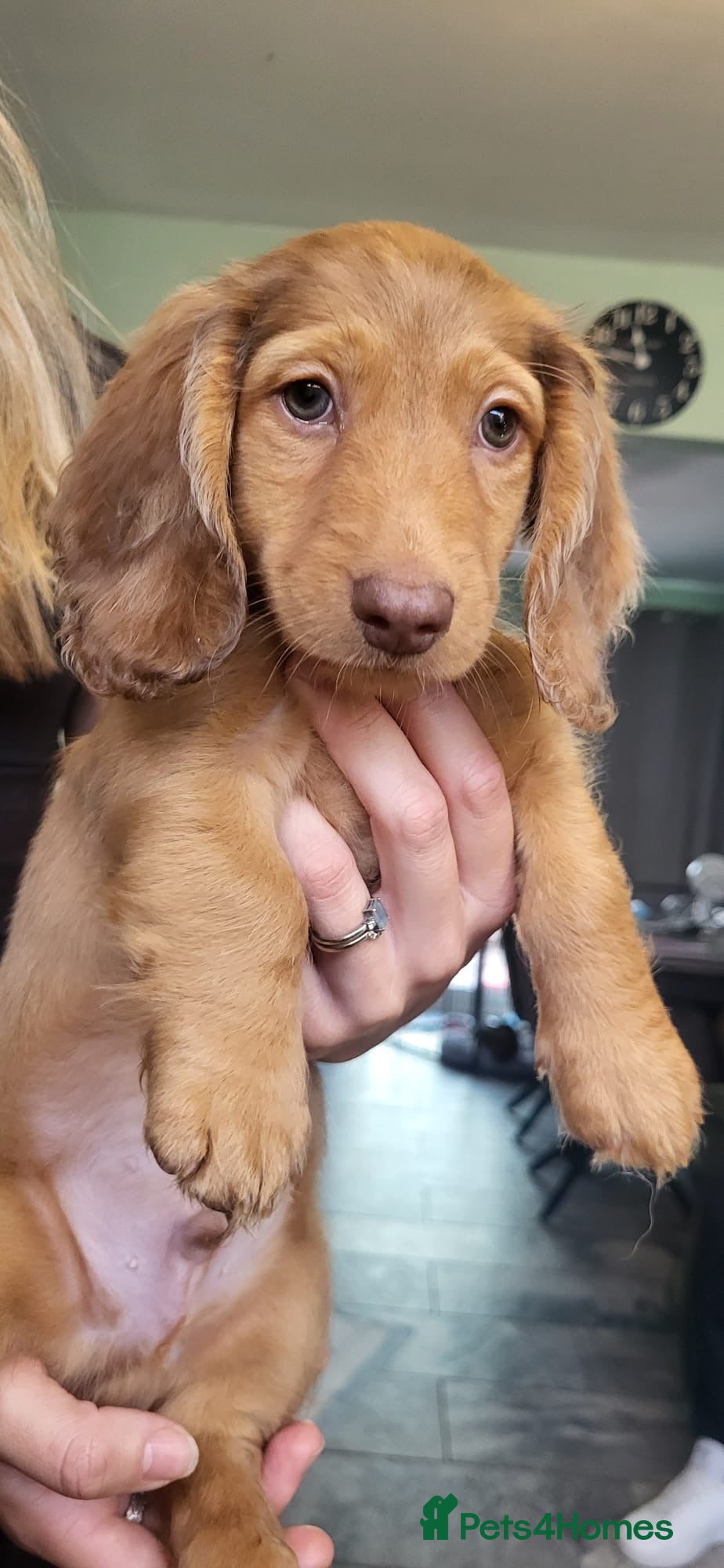 Dachshund dogs READY NOW! Beautiful Dachshund Puppies - Advert 2
