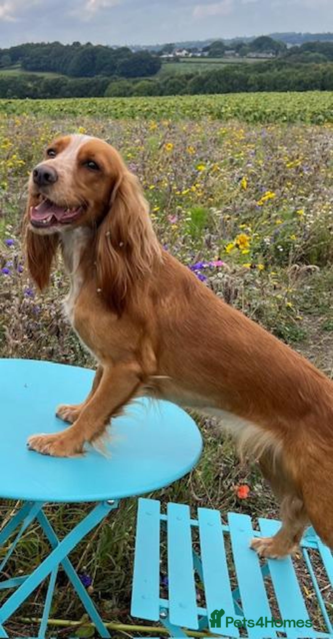 Cocker Spaniel dogs for sale: Adorable Cocker Spaniel Pups - Advert 2