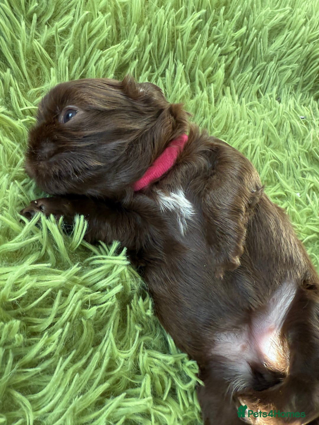 Shih Tzu dogs for sale: Stunning chocolate imperial Shih tzu - Advert 6
