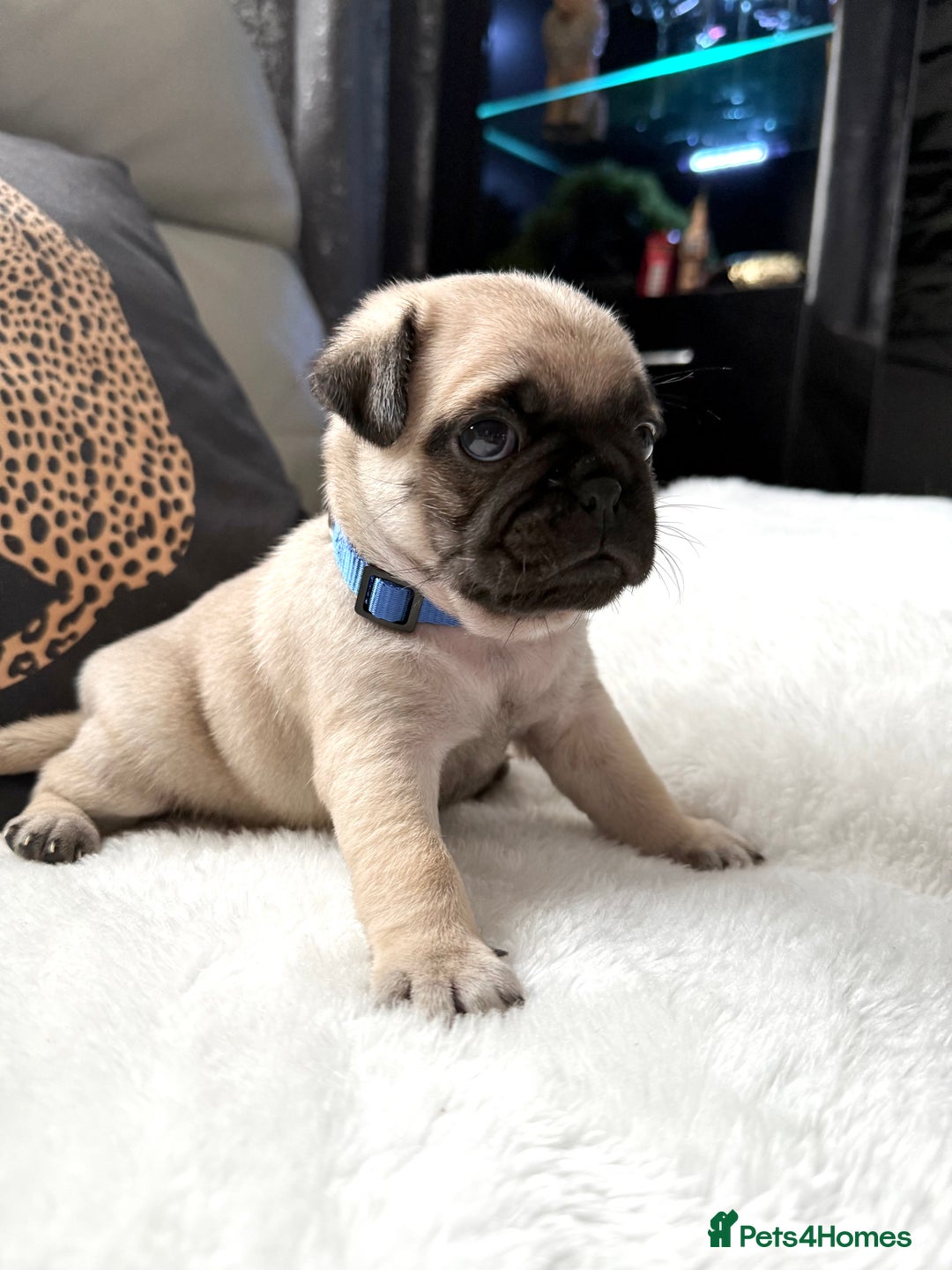 Pug dogs for sale: Cute Pug Puppies Looking for a New Home! ✨ - Advert 7
