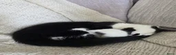 Domestic Shorthair cats for sale: Gorgeous black and white kitten called Jet - Advert 5