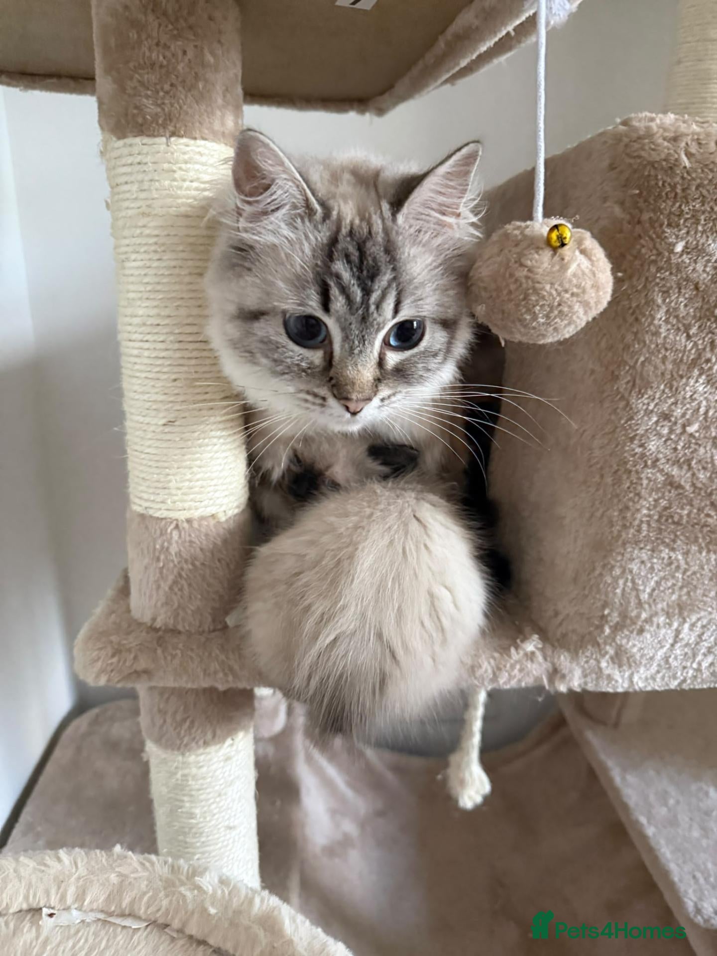 Ragdoll cats Beautiful Ragdoll Kittens  - Advert 2