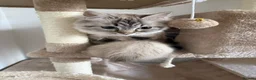 Ragdoll cats for sale: Beautiful Ragdoll Kittens  - Advert 1