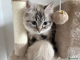 Ragdoll cats Beautiful Ragdoll Kittens - ONE GIRL LEFT - Advert 6
