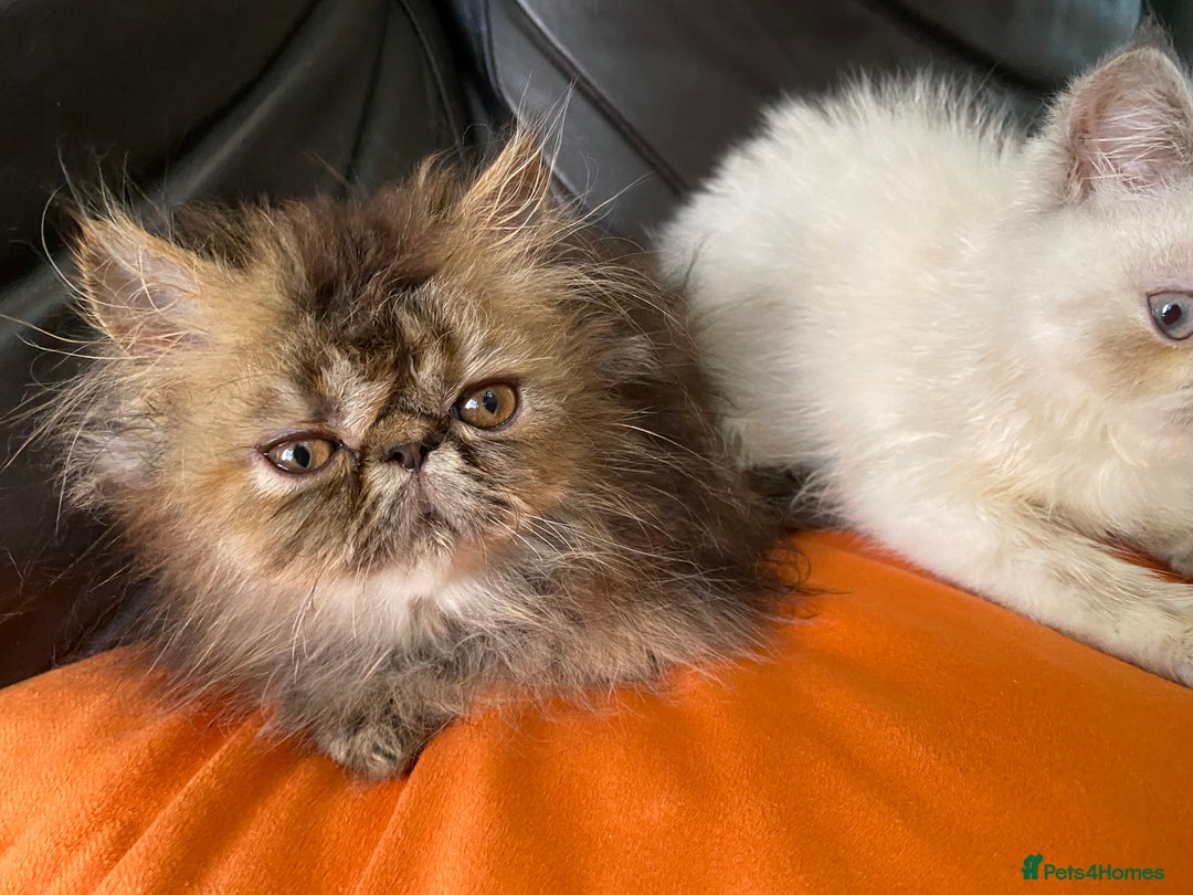 Persian cats for sale: READY NOW GCCF REG PKD FREE EXOTICS - Image 10