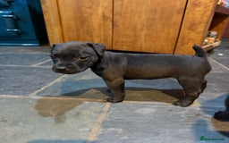 Mixed Breed dogs for sale: Patterdale x Parson Russel pups  - Advert 4