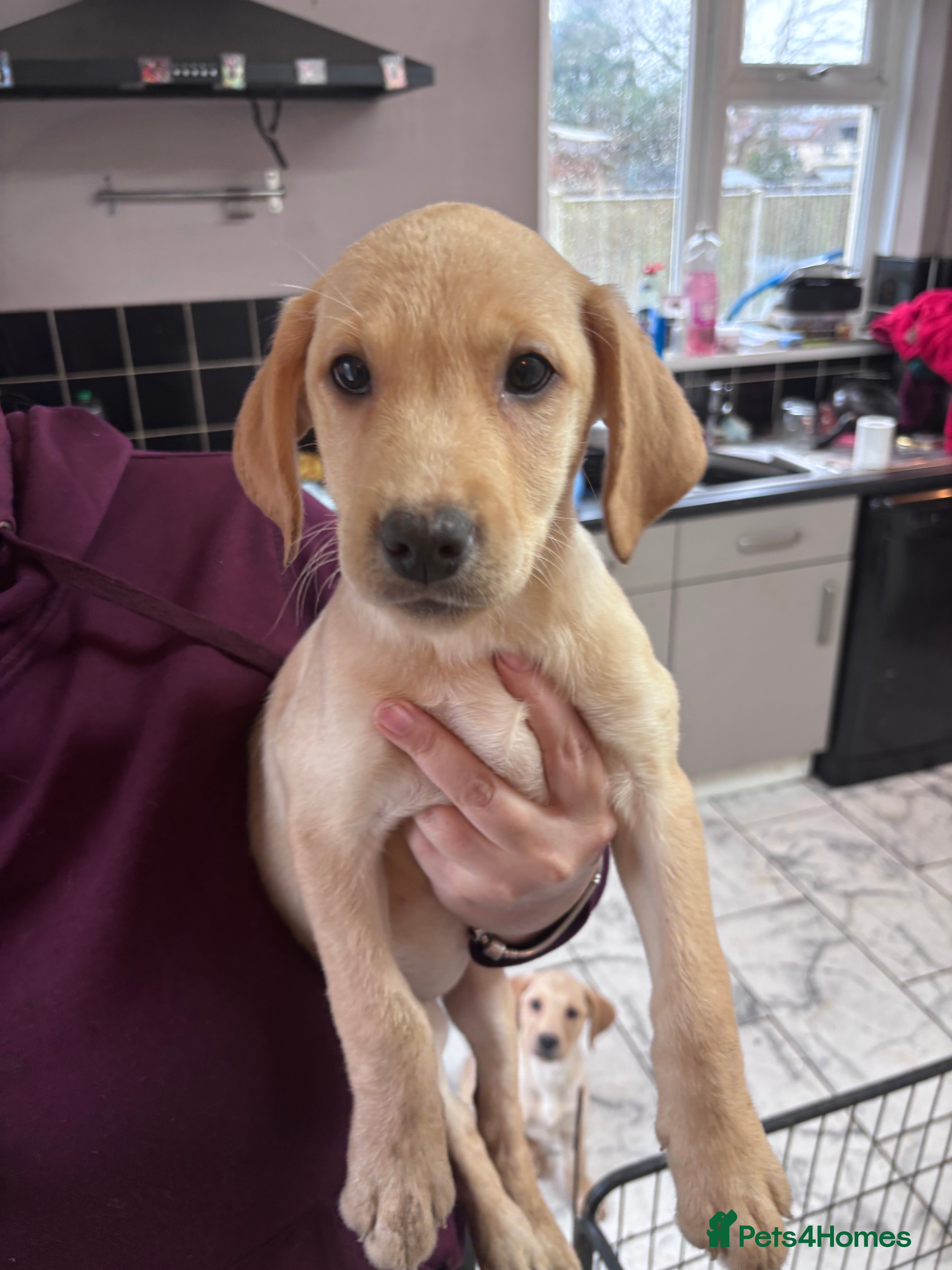 Labrador Retriever dogs LAST YELLOW GIRL Kc Labrador  - Advert 8