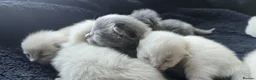 Mixed Breed cats for sale: Ragdoll/Siberian mix kittens - Advert 8