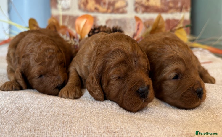 Cavapoo dogs - Advert 4