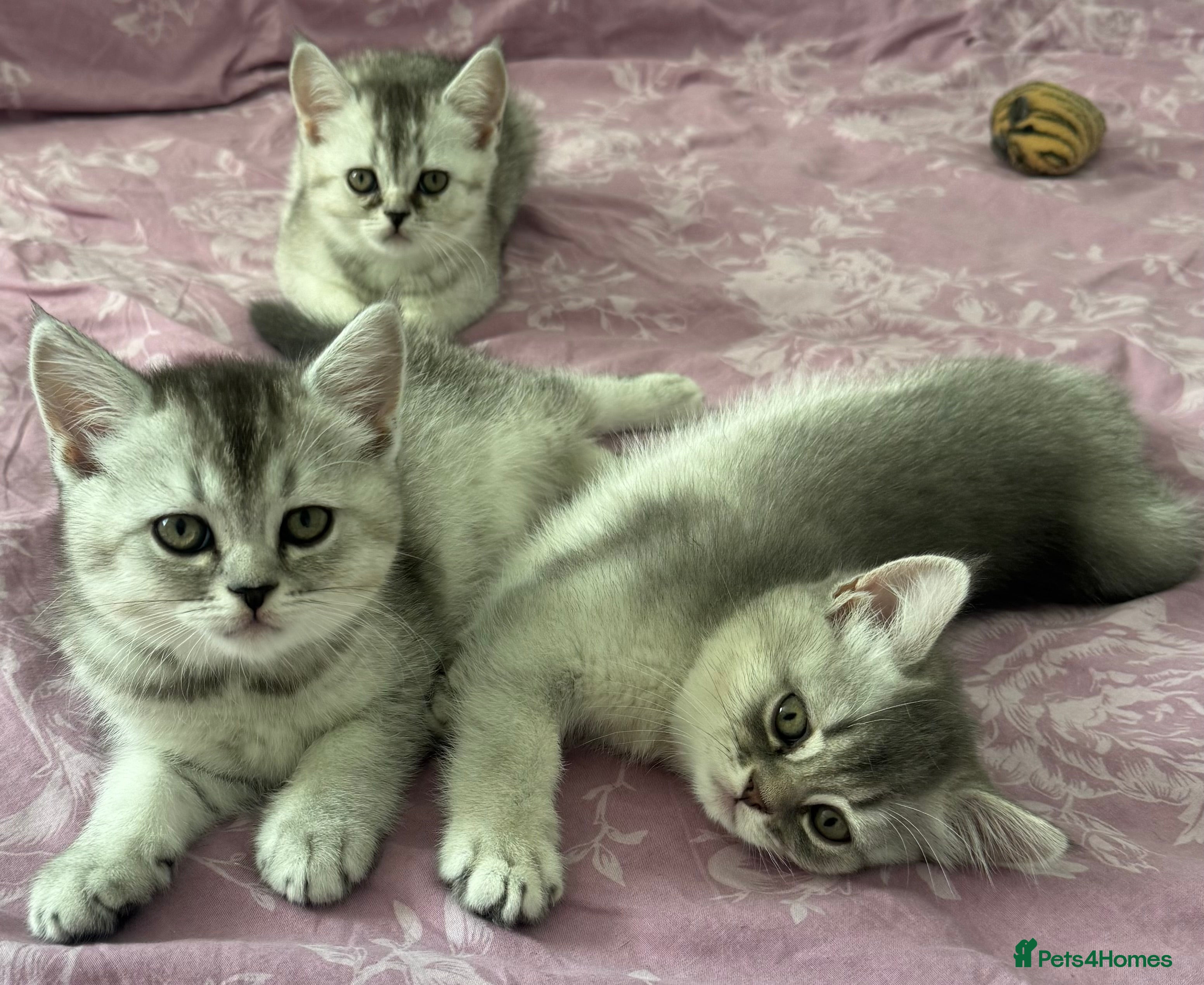 Scottish Fold cats Lovely kittens looking for new family. - Advert 2