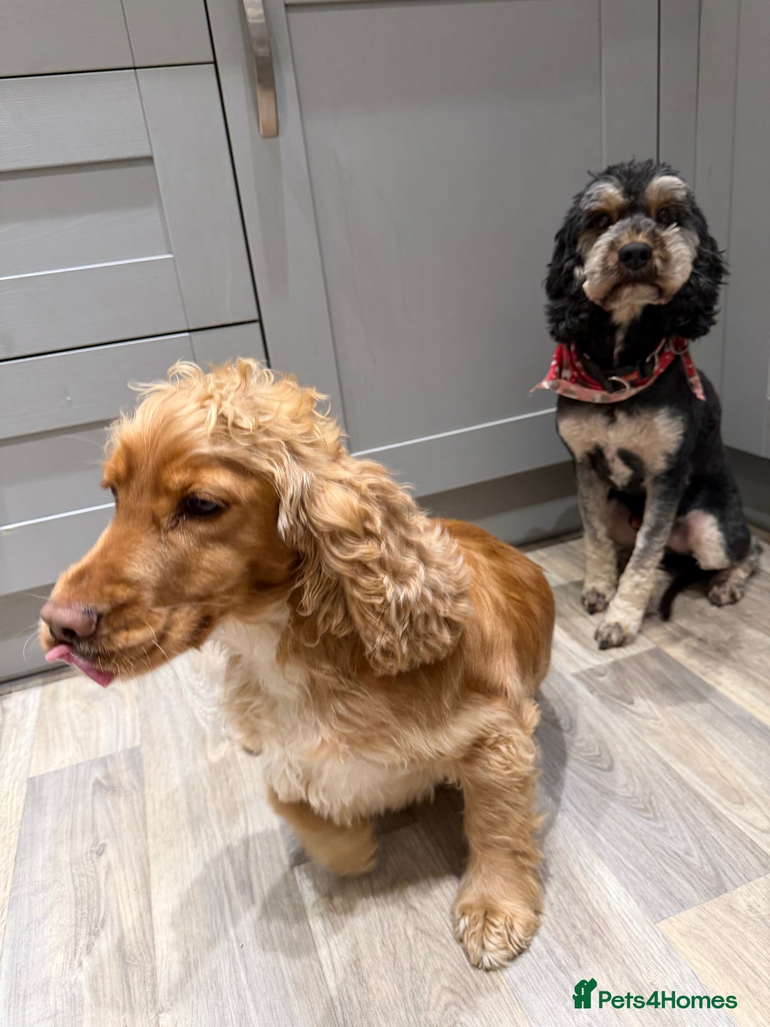 Cockapoo dogs for sale: Cockapoo (Male, 6) & Cocker Spaniel (Female, 2) - Advert 1