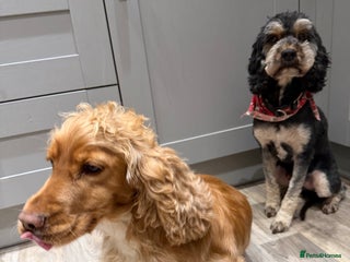 Cockapoo dogs Cockapoo (Male, 6) & Cocker Spaniel (Female, 2) - Advert 1