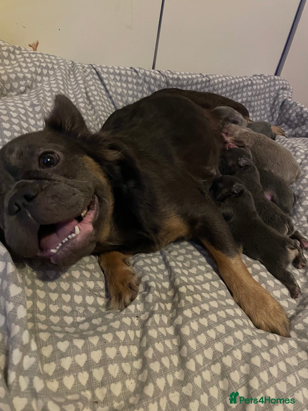 French Bulldog dogs for sale: 🩷🐶🐾6 Adorable fluffy French bulldogs 🩷🐶🐾 - Advert 1