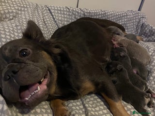 French Bulldog dogs 🩷🐶🐾6 Adorable fluffy French bulldogs 🩷🐶🐾 - Advert 4