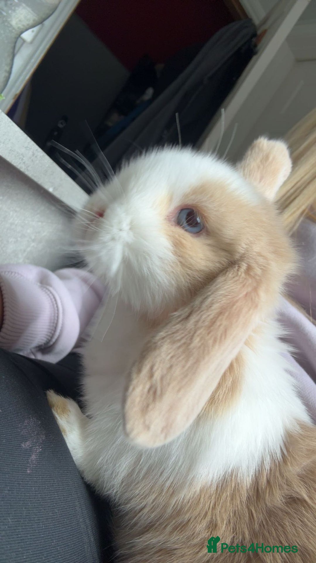 Mini Lop rabbits for sale: 2 Gorgeous Lop Rabbits - Image 4