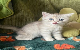 Mixed Breed cats for sale: Silver tabby and cream chinchilla kittens - Image 7