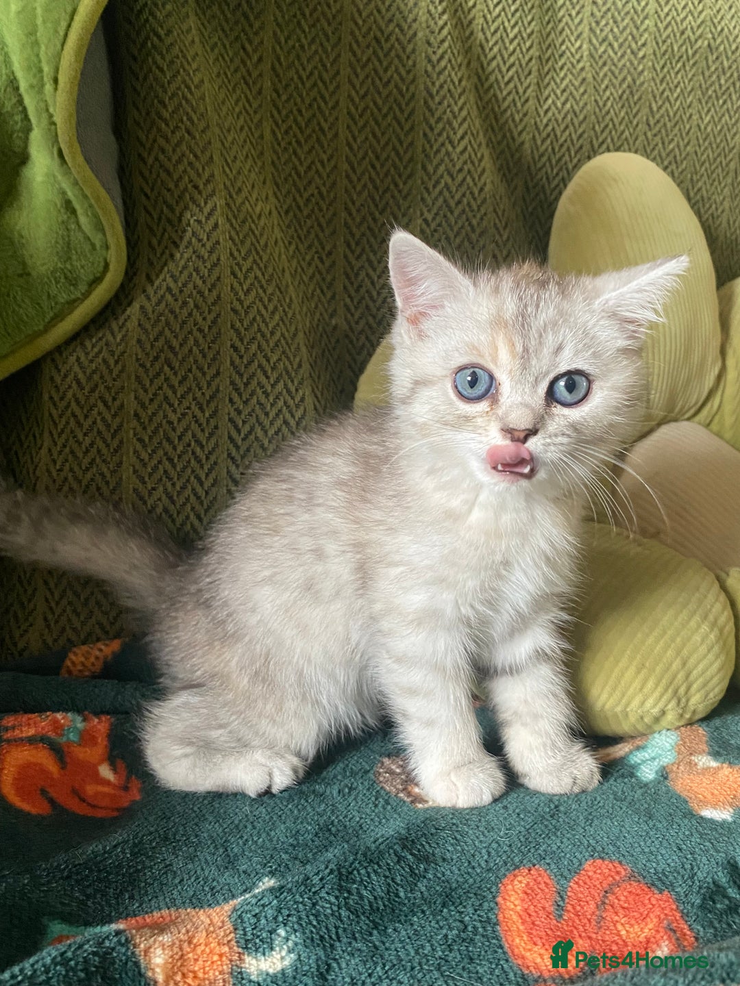 Mixed Breed cats for sale: Silver tabby and cream chinchilla kittens - Image 7