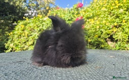 Angora rabbits for sale: 😍Large Angora babies- parents imported from 🇫🇷  - Image 11