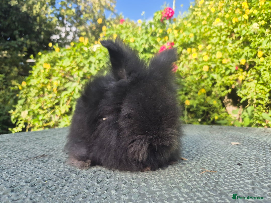 Angora rabbits for sale: 😍Large Angora babies- parents imported from 🇫🇷  - Image 11