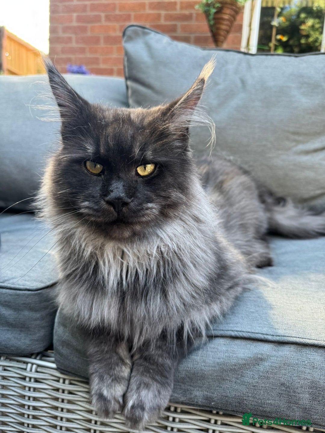 Maine Coon cats for sale: Stunning championship Maine coon black smoke - Image 19