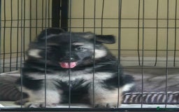 German Shepherd dogs for sale: Stunning chunky long haired German Shepherd puppy - Image 7
