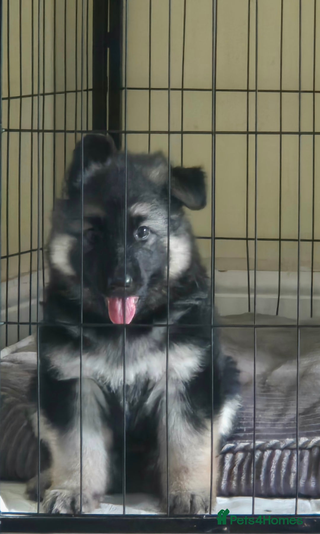 German Shepherd dogs for sale: Stunning chunky long haired German Shepherd puppy - Image 7