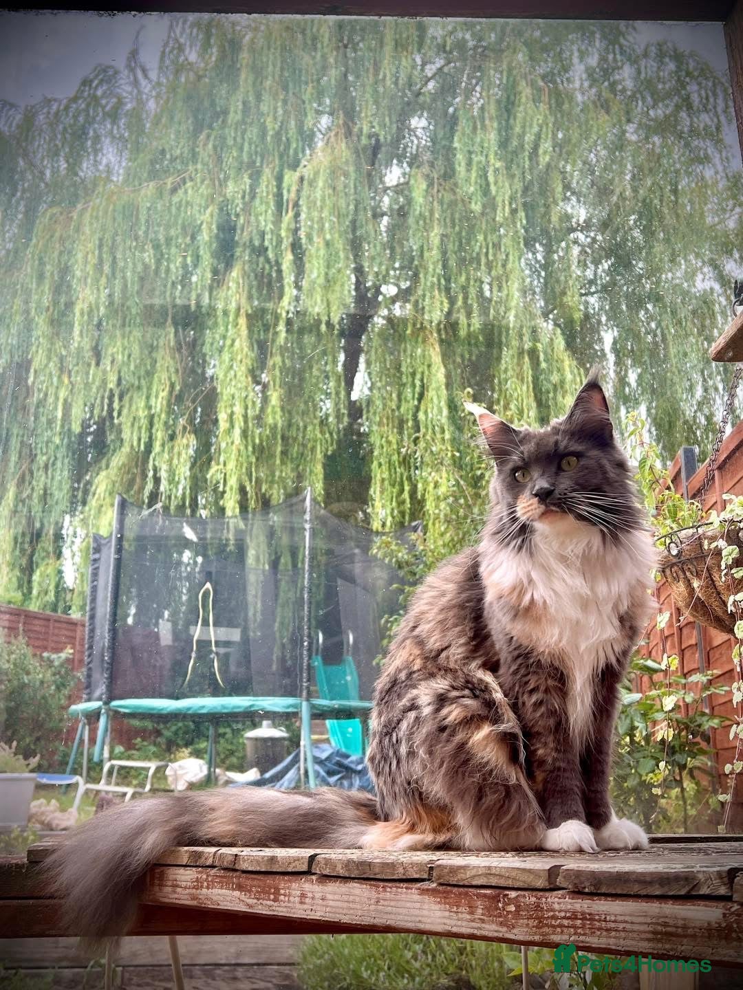 Maine Coon cats Pedigree Maine Coon Ex Queen - Advert 1