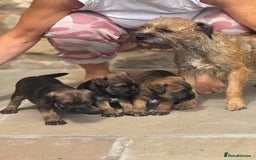 Border Terrier dogs for sale: Quality border terrier pups - Image 2