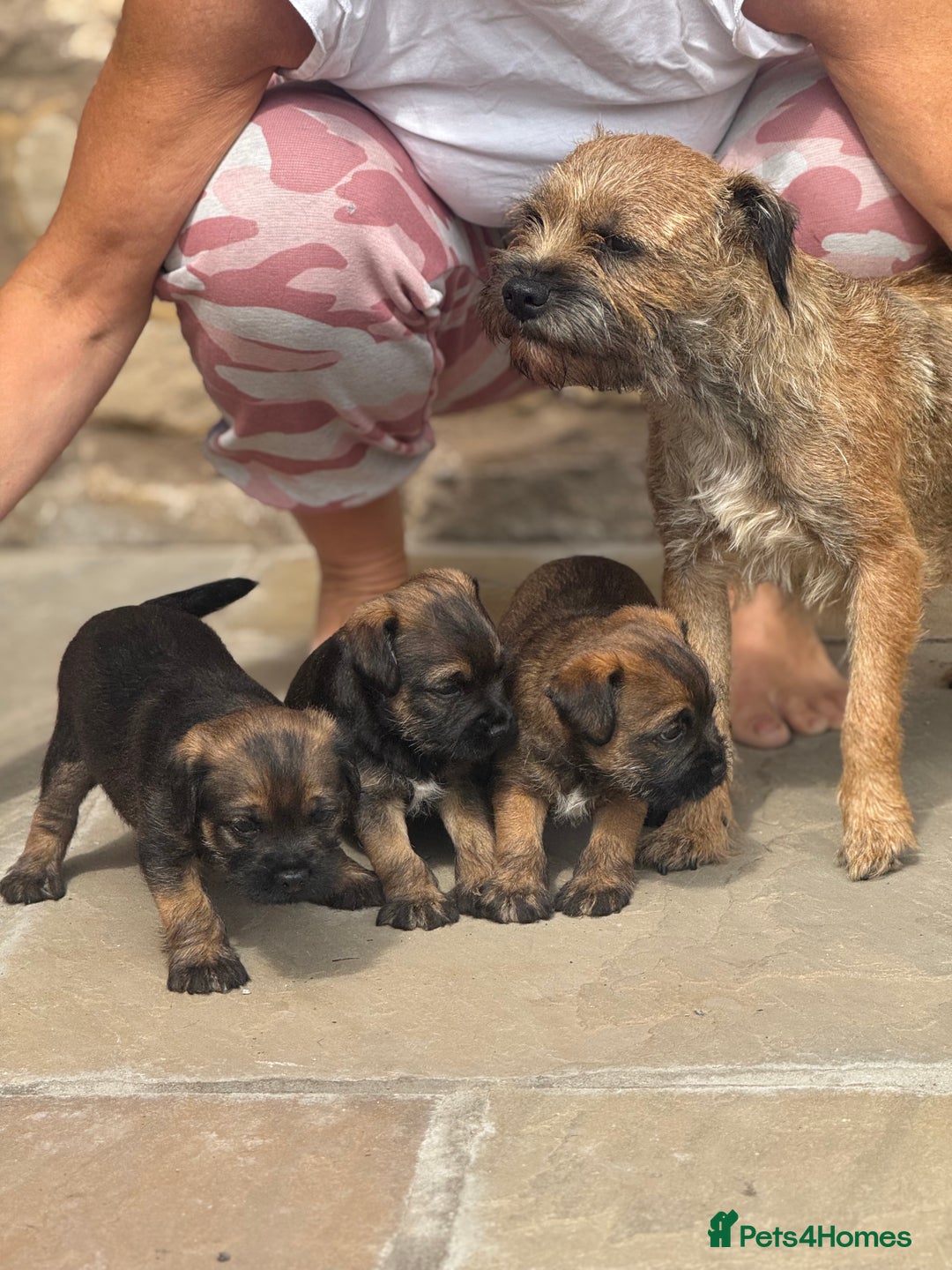 Border Terrier dogs for sale: Quality border terrier pups - Image 2