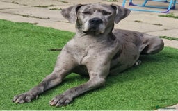 Great Dane dogs for sale: Pedigree Great Dane Babies  - Image 5