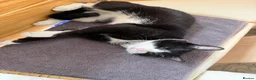 Mixed Breed cats for sale: cat for adoption in Doncaster - Advert 1