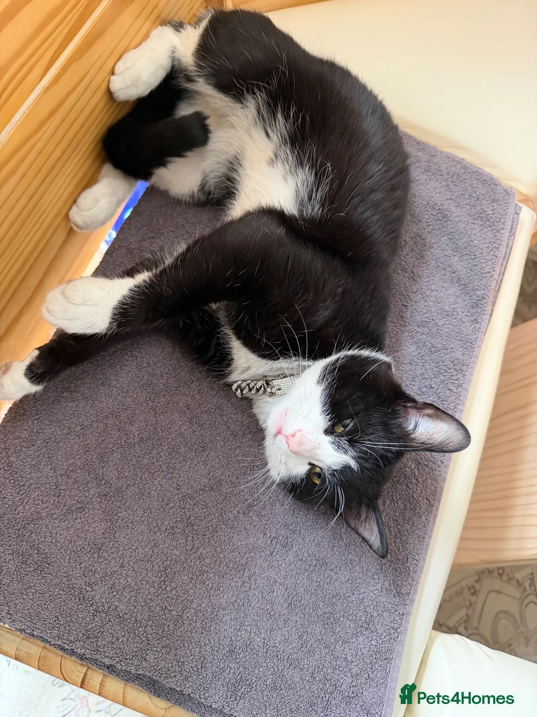 Mixed Breed cats for sale: cat for adoption in Doncaster - Advert 1