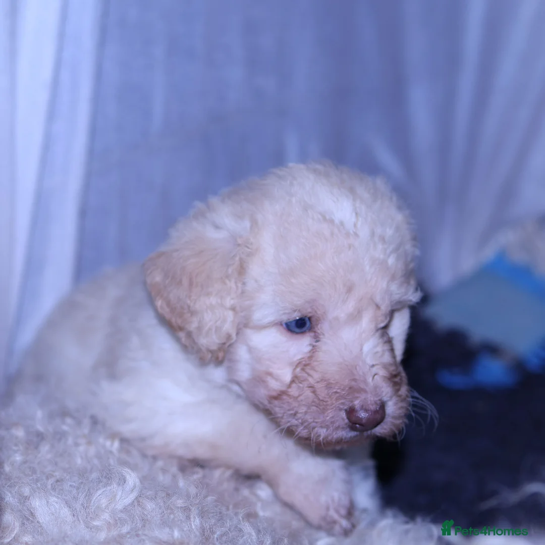 Labradoodle dogs for sale: Stunning F1b Standard Labradoodles Unique Parti - Advert 31