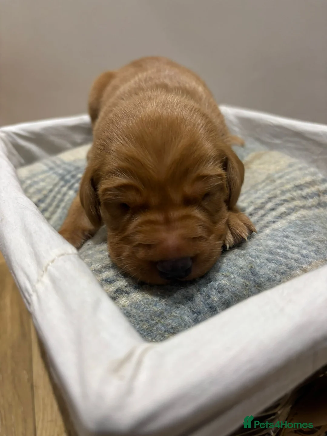 Labrador Retriever dogs for sale: Chunky Fox Red Pure Labradors  - Advert 2