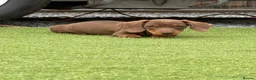 Dachshund dogs for sale: Dachshund puppies - Advert 6