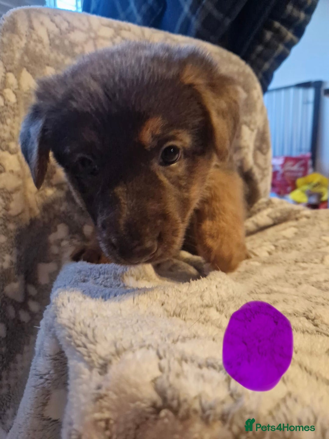 German Shepherd dogs for sale: 5 weeks German shepherd puppies  - Advert 7