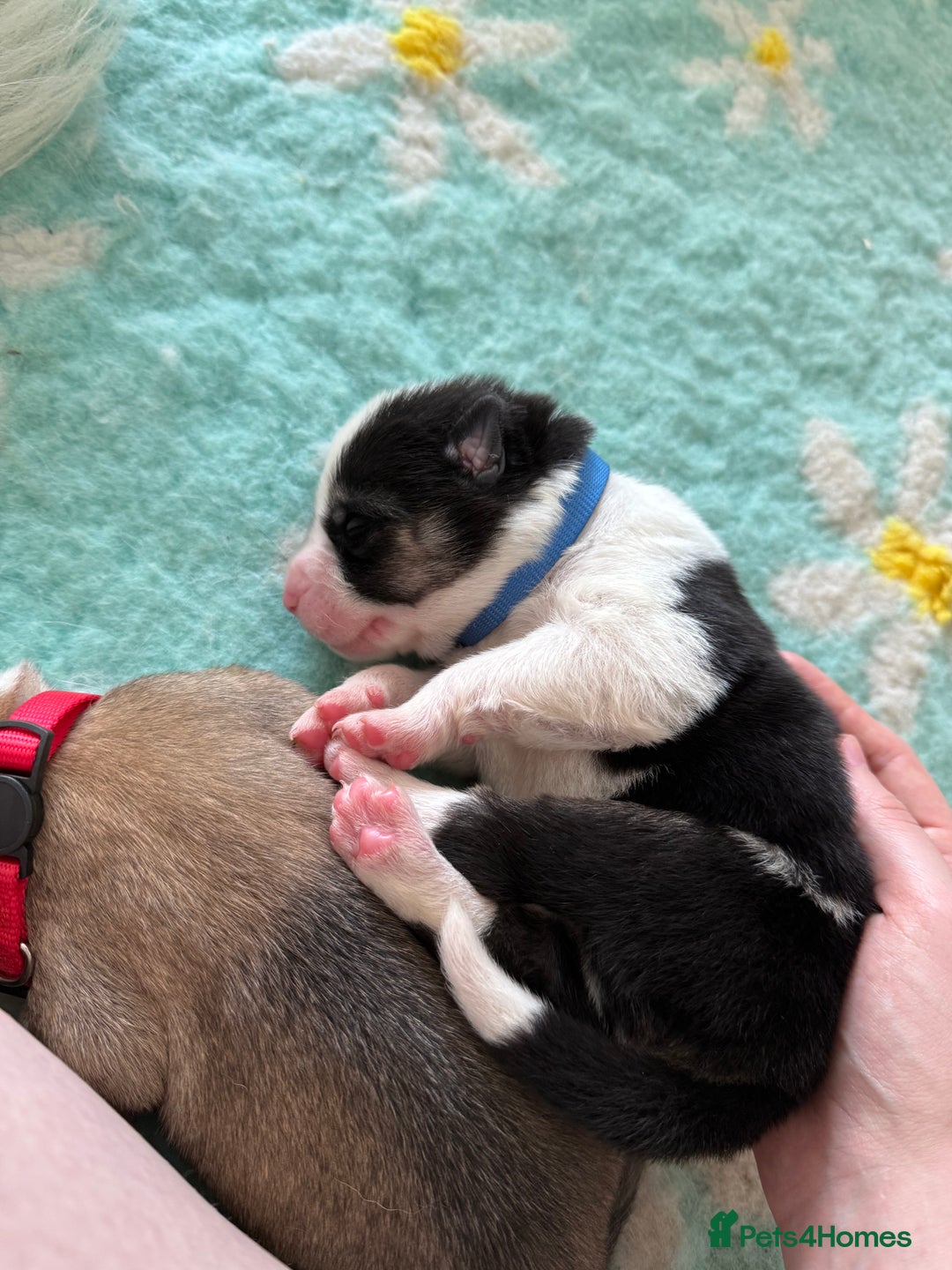 Huskita dogs for sale: Gorgeous Huskita Puppies  - Image 11