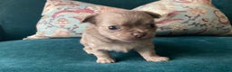 Chihuahua dogs for sale: Beautiful chihuahua puppies  - Advert 11